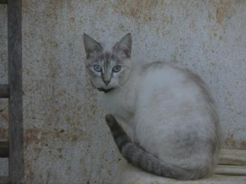 Cyntia Bild von Cyntia