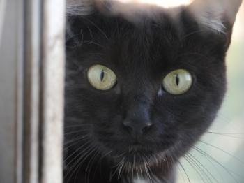 Blacky Bild von Blacky