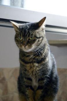 Nala Bild von Nala