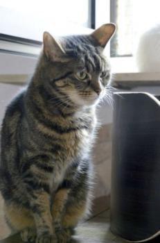 Nala Bild von Nala