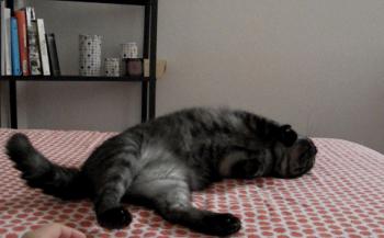 Roco Bild von Roco