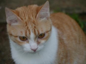 Bambu Bild von Bambu