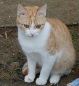 Bambu Bild von Bambu