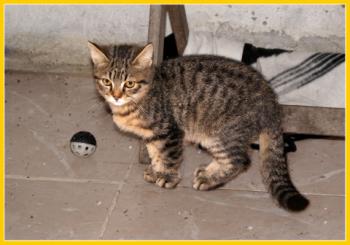 Brunelli Bild von Brunelli