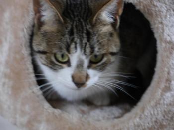 Bild von Mijou