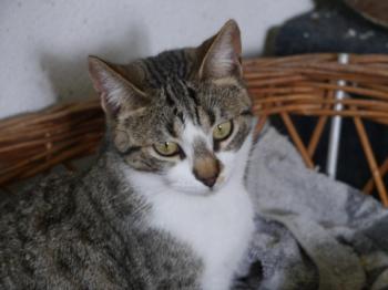 Bild von Mijou