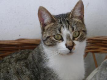 Bild von Mijou