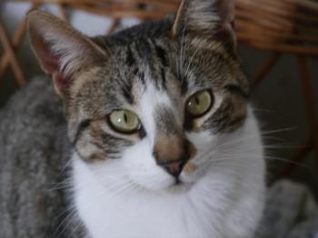 Bild von Mijou