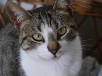 Bild von Mijou