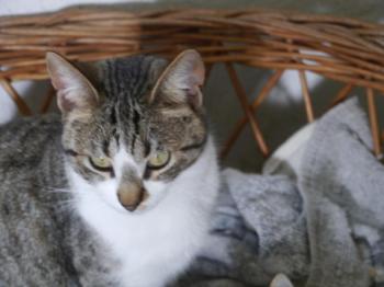 Bild von Mijou