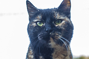 Keiko Bild von Keiko