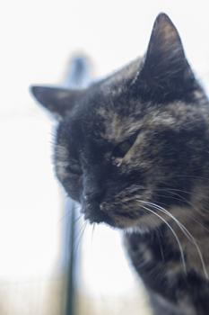Keiko Bild von Keiko