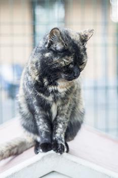 Keiko Bild von Keiko