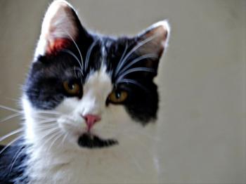 Blacky Bild von Blacky