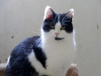 Blacky Bild von Blacky