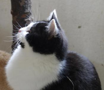 Blacky Bild von Blacky