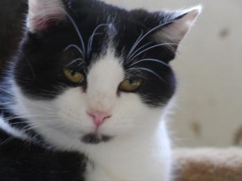 Blacky Bild von Blacky