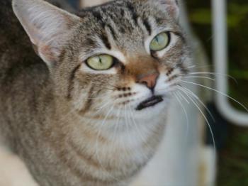 Phelina Bild von Phelina