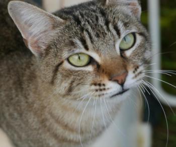 Phelina Bild von Phelina