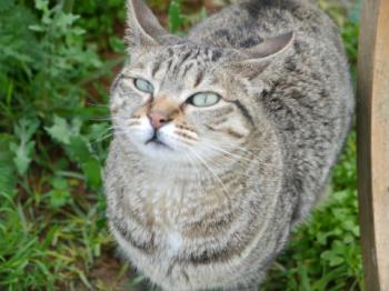 Phelina Bild von Phelina