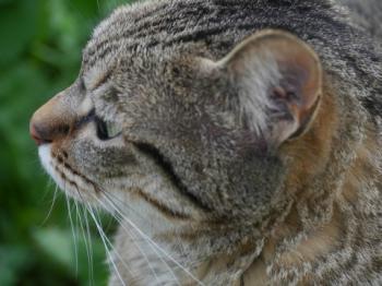 Phelina Bild von Phelina