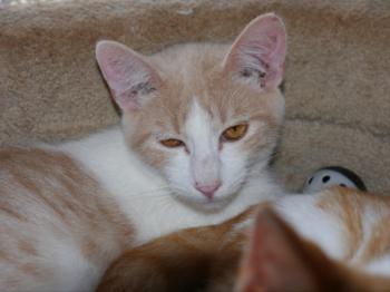 Pascha Bild von Pascha