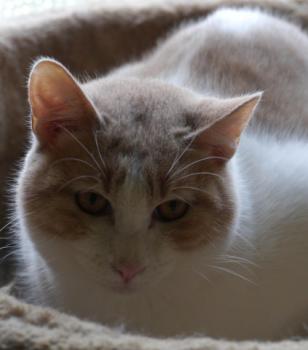 Pascha Bild von Pascha