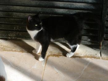 Bild von Saphira