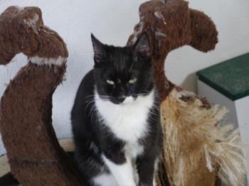 Bild von Saphira