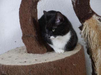 Bild von Saphira