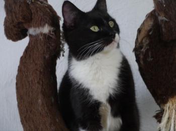 Bild von Saphira