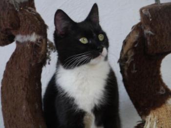 Bild von Saphira