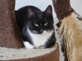 Bild von Saphira