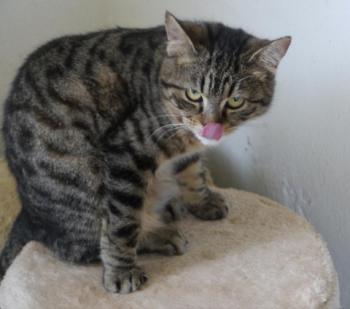 Brunelli Bild von Brunelli