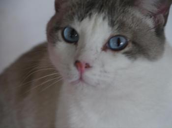 Lulo Miki Bild von Lulo