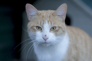 Bild von Baco