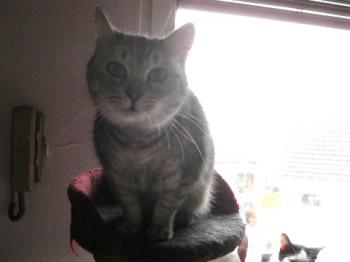 Daira Bild von Daira