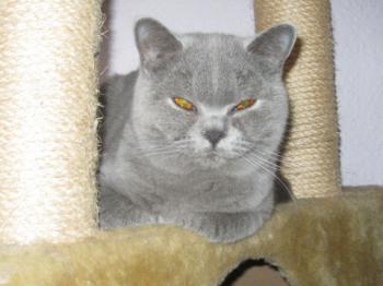 Mia´s Helmi Bild von Mia´s Helmi