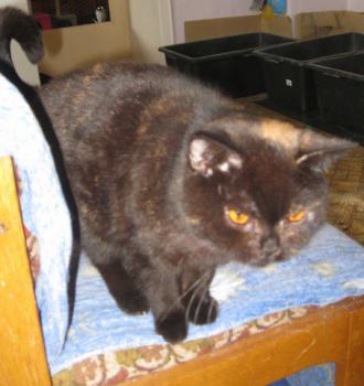 Lady Jule - Luisa Bild von Lady Jule-Luisa