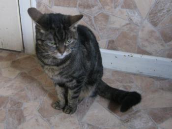 Nala Bild von Nala