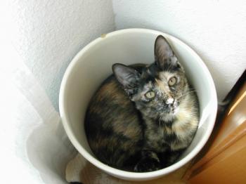 Sedna Bild von Sedna
