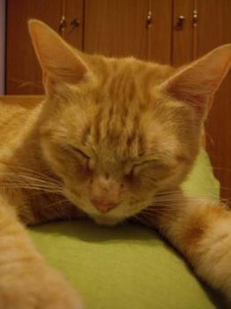Maru Bild von Maruji