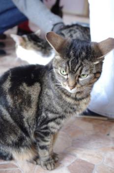 Nala Bild von Nala