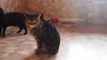 Nala Bild von Nala