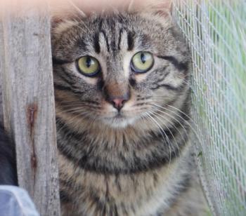 Starbuck Bild von Starbuck