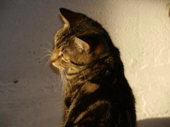Tiki-Tike Bild von Tiki-Tike