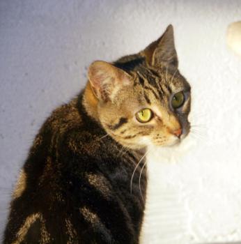 Tiki-Tike Bild von Tiki-Tike