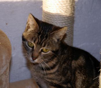 Tiki-Tike Bild von Tiki-Tike