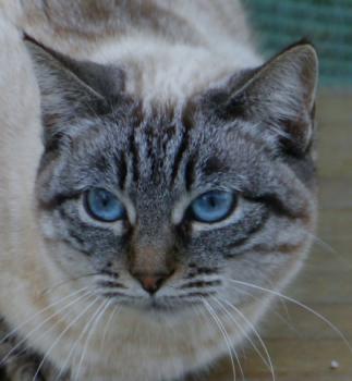 Amina Bild von Amina