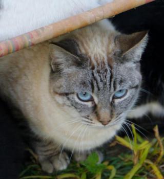 Amina Bild von Amina